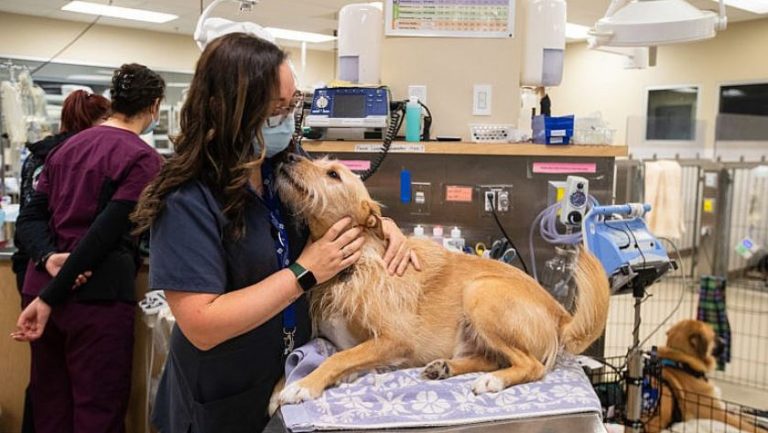 Best Veterinary Schools in Canada