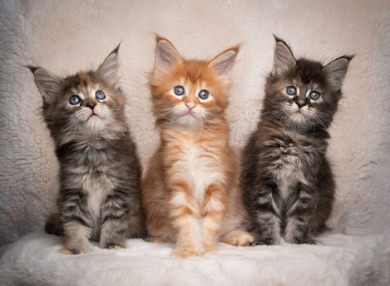 How Much Do Maine Coon Kittens Cost
