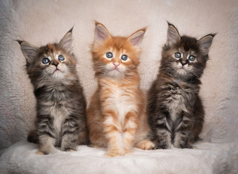 How Much Do Maine Coon Kittens Cost? How Much Do Maine Coon Kittens Cost