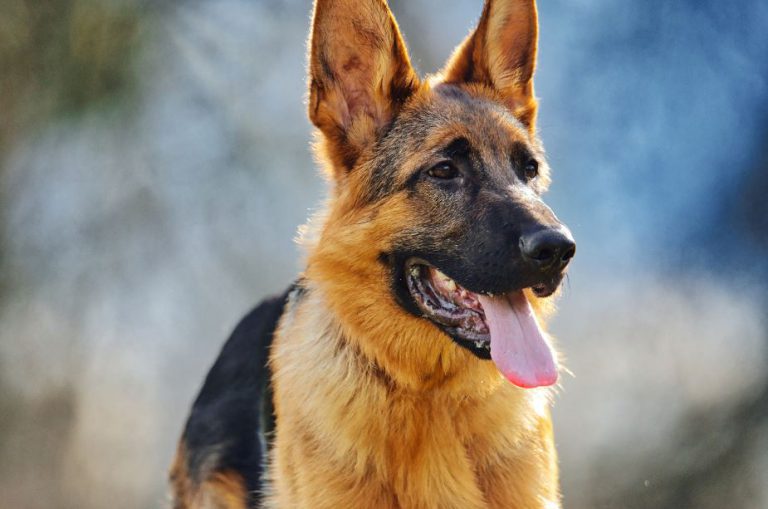 german shepherd price