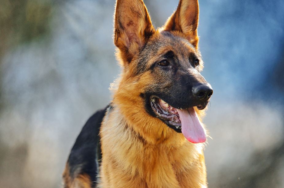 german shepherd price
