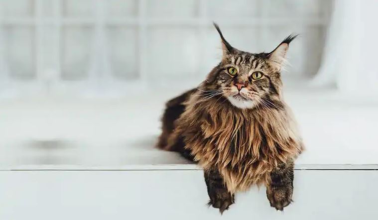 How Much Do Maine Coon Kittens Cost In The UK