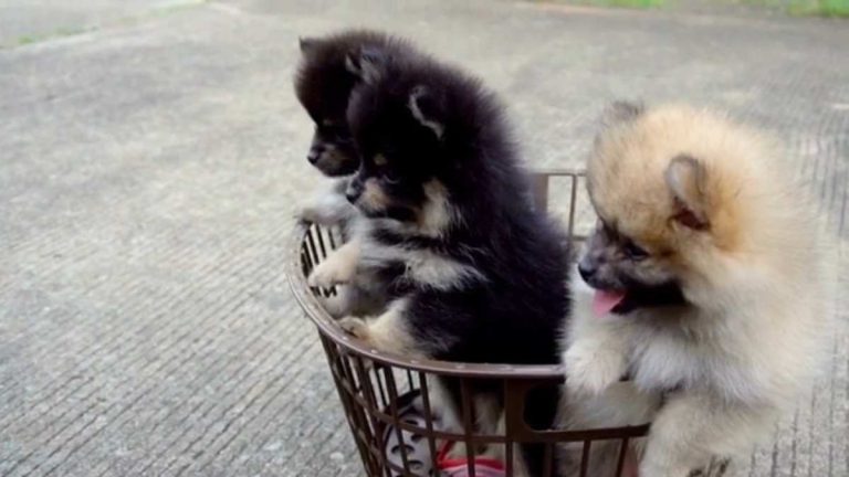 How Much A Pomeranian Puppy Costs In India? Factors Affecting The Cost Of a Pomeranian Puppy in India? Where Can I Find a Pomeranian Puppy In India?