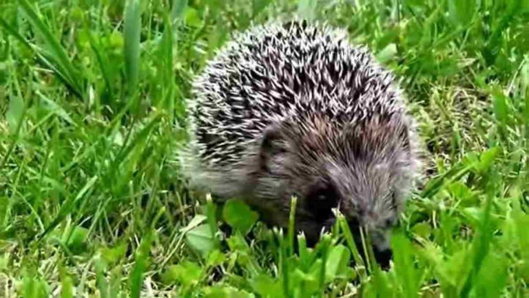 How Much Are Hedgehogs?