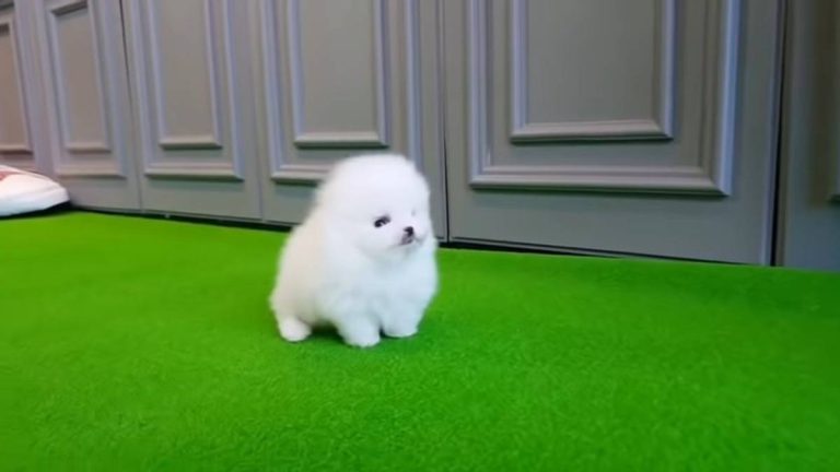 How Much Is A Pocket Dog In India?